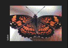 Butterfly 2
